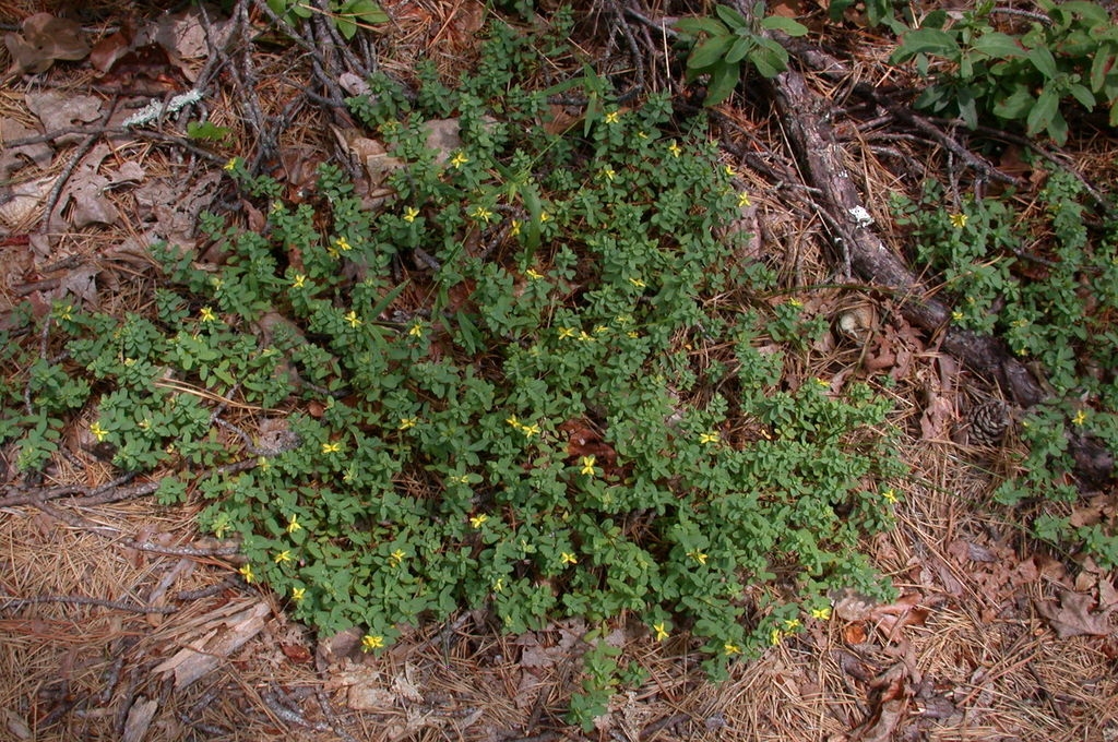 Form in bloom