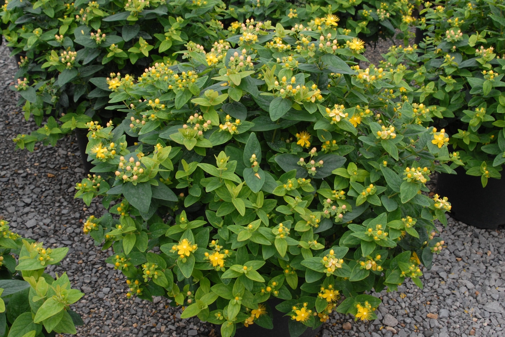 Hypericum x  inodorum