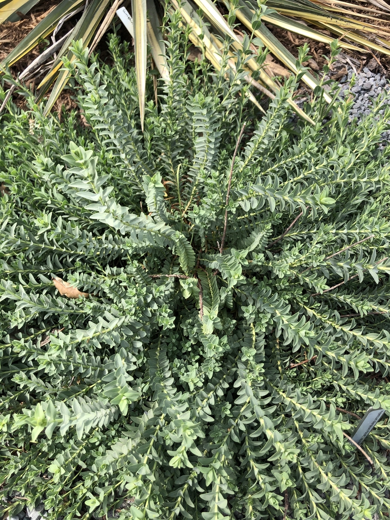 Form of a low-growing shrub