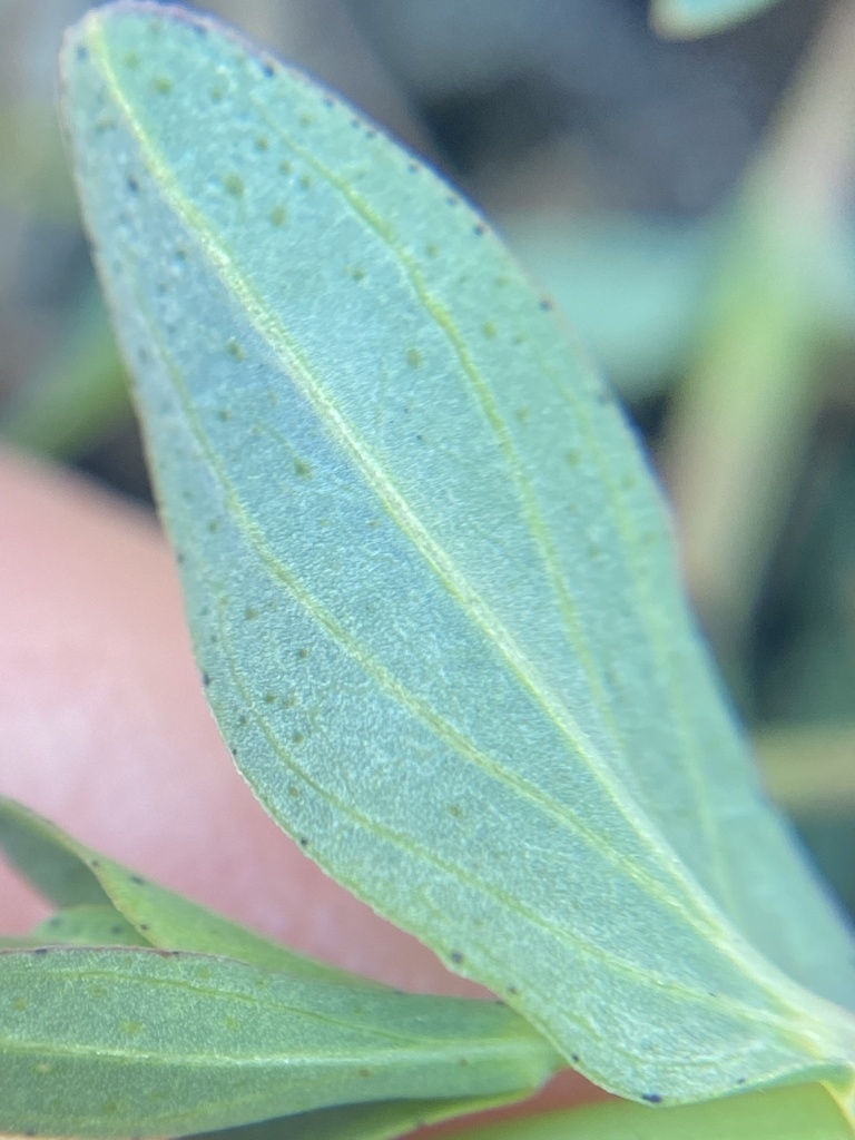 Underside of leaf