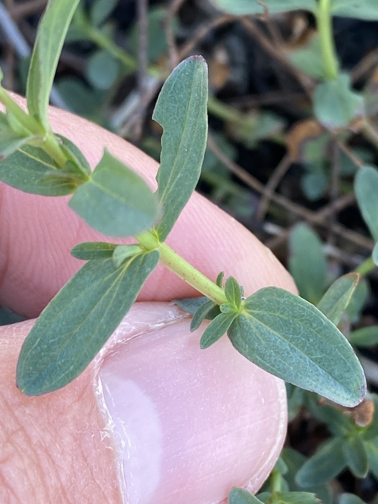Leaf and stem