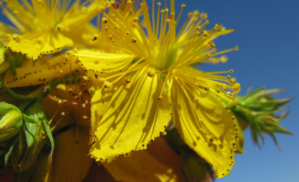 Flower detail