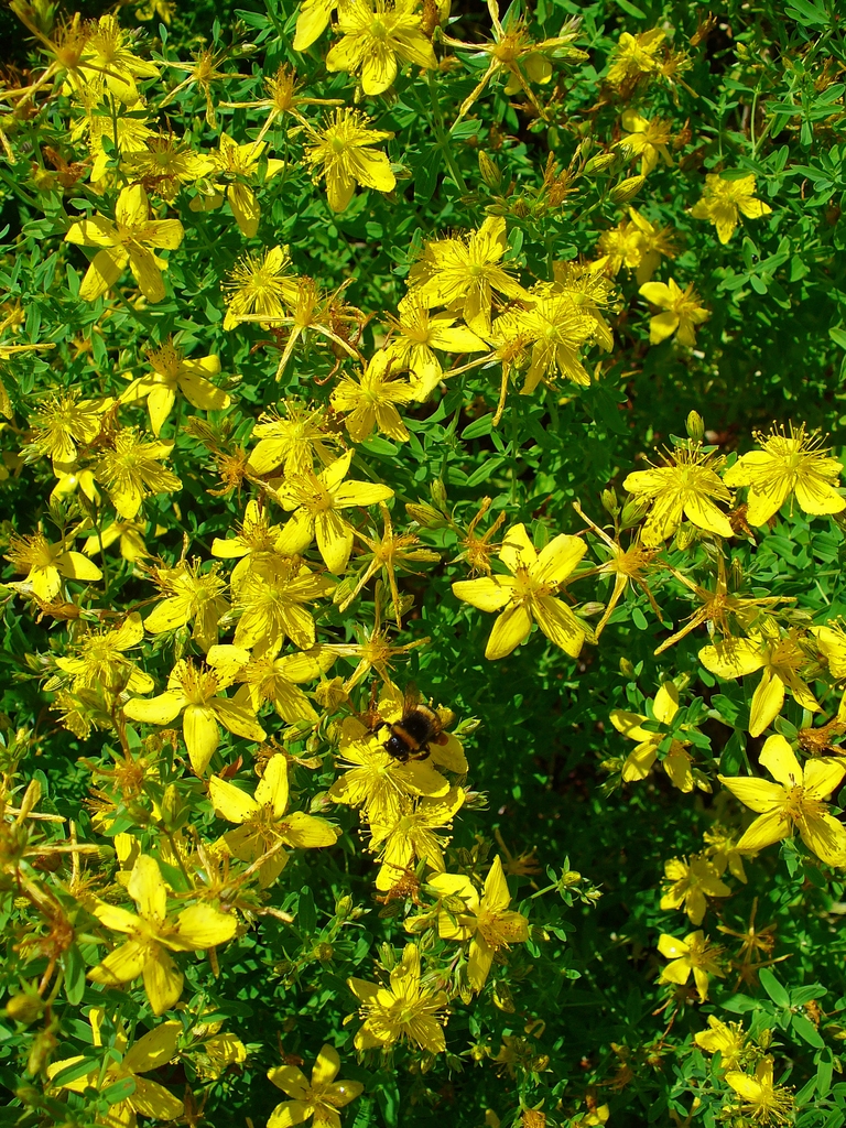 Form in bloom