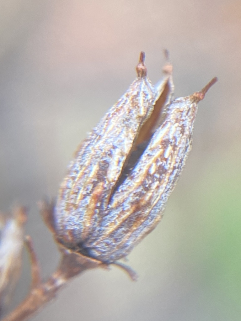 Capsule detail