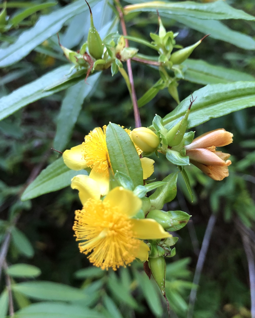 Hypericum prolificum