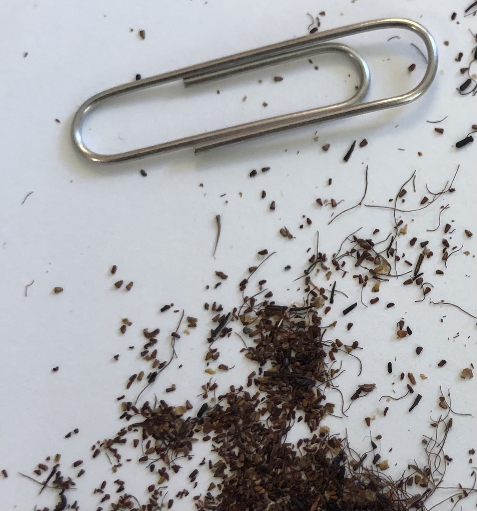 Seeds - Wake County, NC