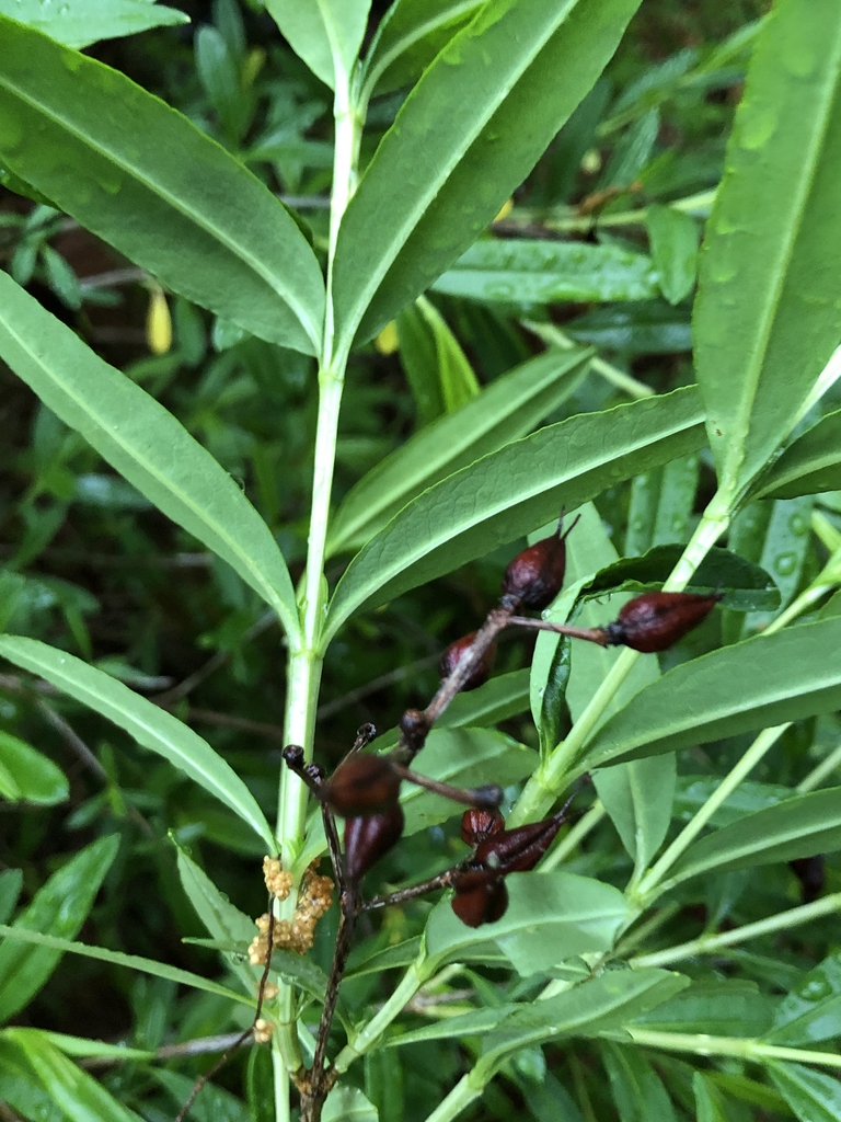 Hypericum prolificum