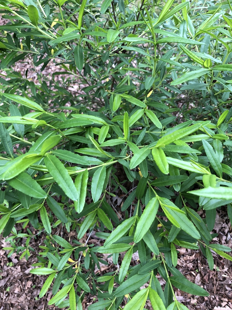 Branches - Warren Co., NC
