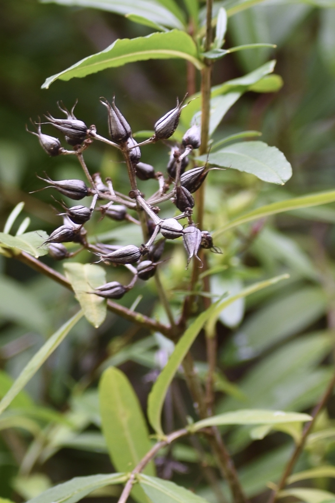 Hypericum prolificum