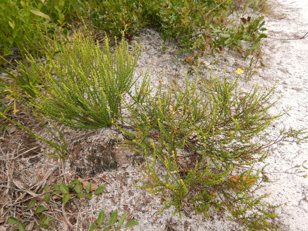 Native habitat