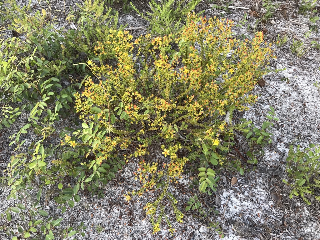 Form