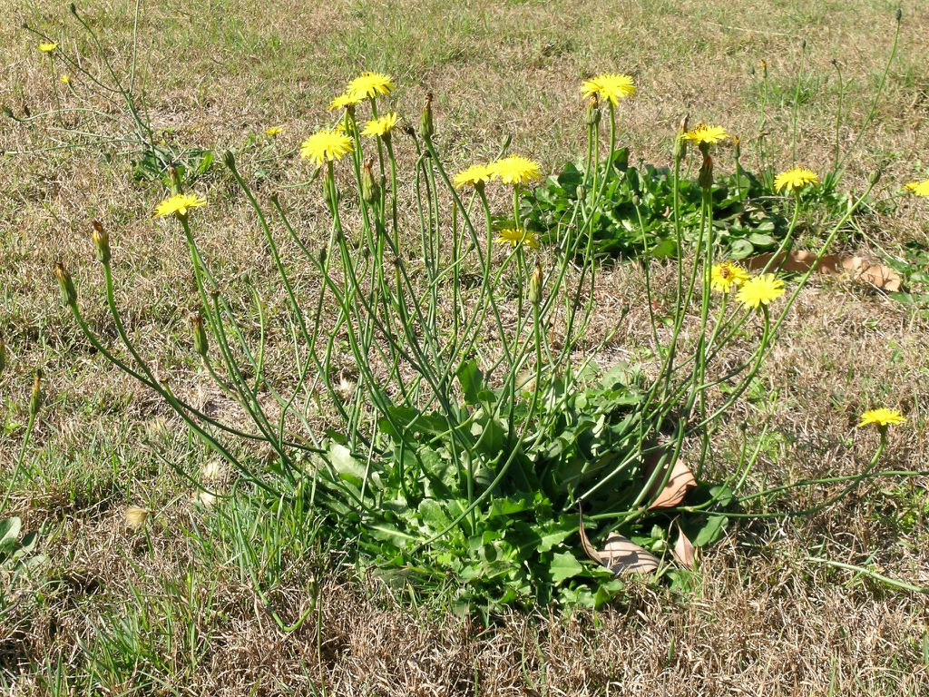 Form