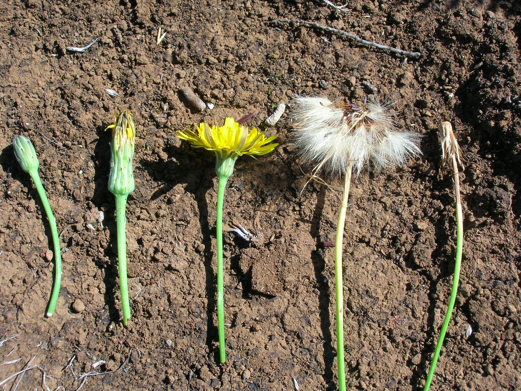 Stages of a flower