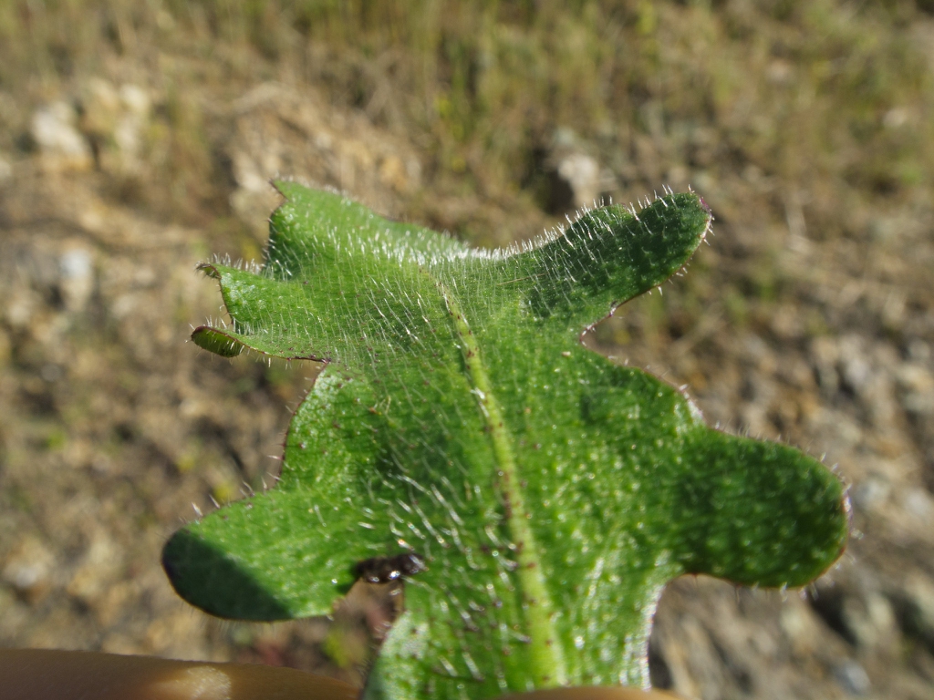 Leaf closeup