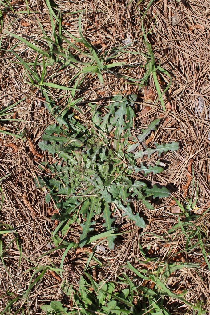 Leaves