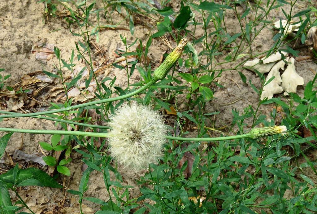 Seed head