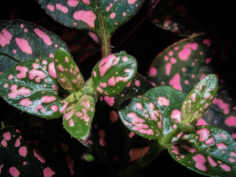 Close-up of dark green leaves speckled with pink.