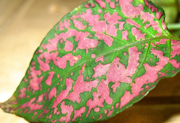 Hypoestes phyllostachya