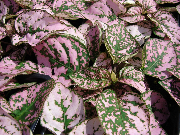 Hypoestes phyllostachya