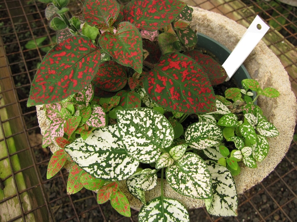 Hypoestes phyllostachya