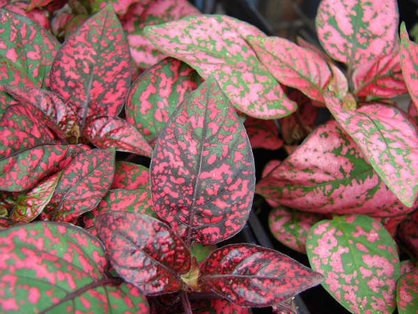 Hypoestes phyllostachya