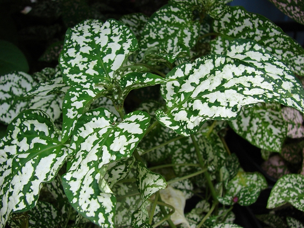 Hypoestes phyllostachya