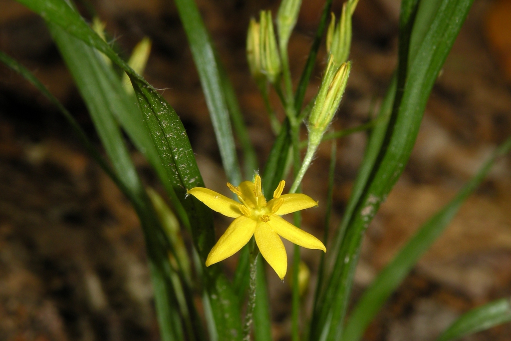Hypoxis hirsuta