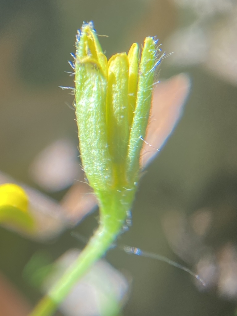 Flower bud showing hairs on the stem and bracts