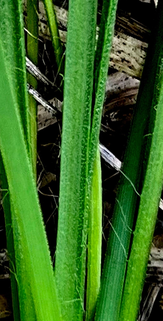 Lose up of a green leaf