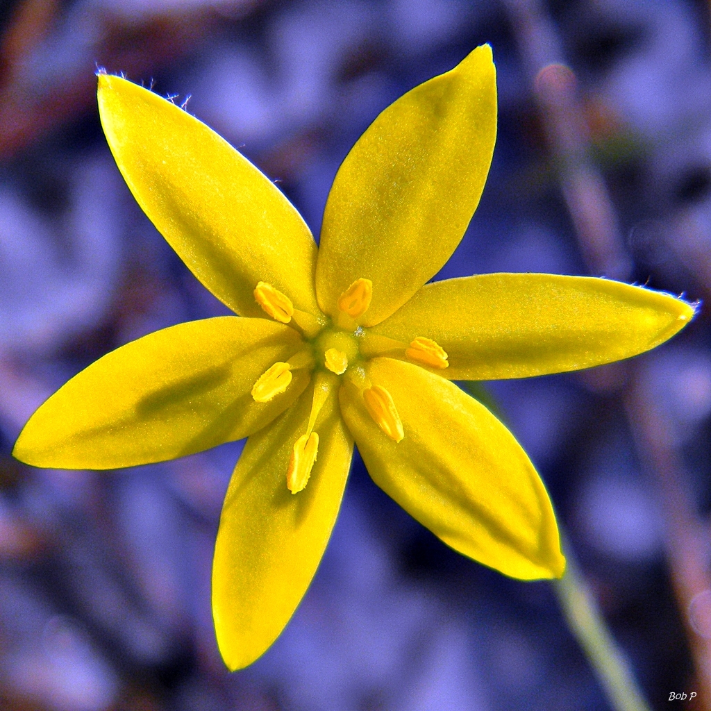 Close up of yellow flow with 6 sepals
