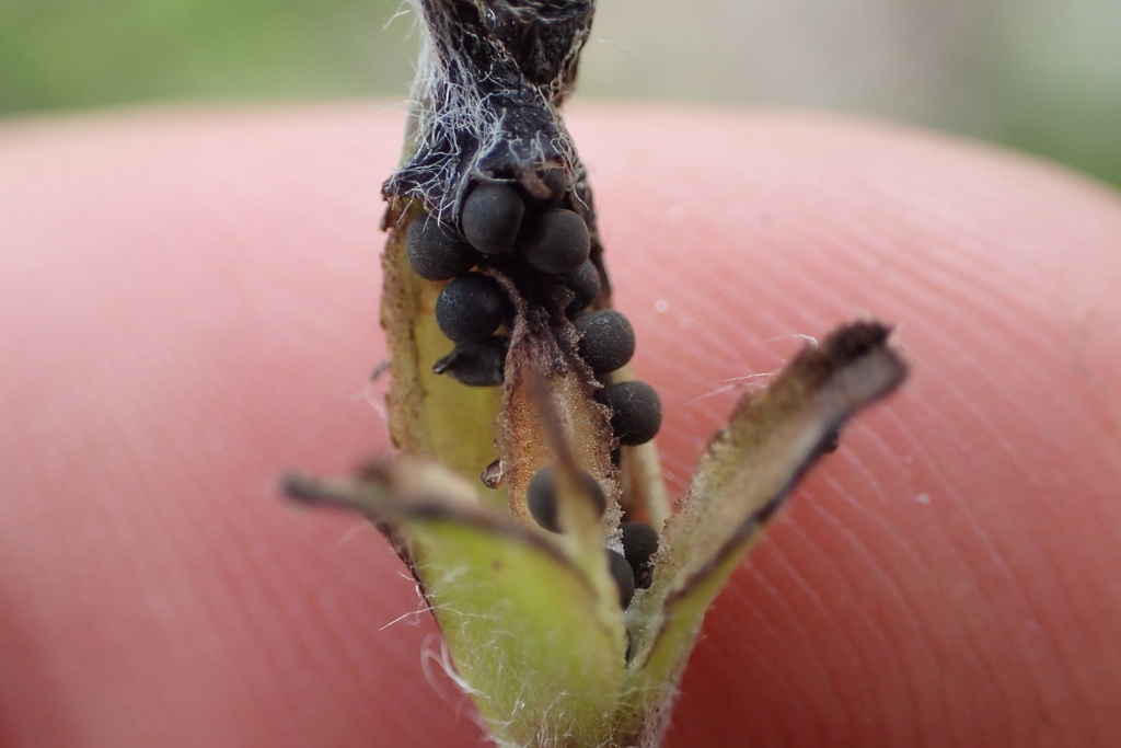 Capsule split open revealing black seed