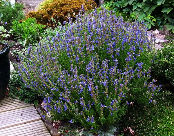 Rounded shrub with erect branches and terminal flower spikes.
