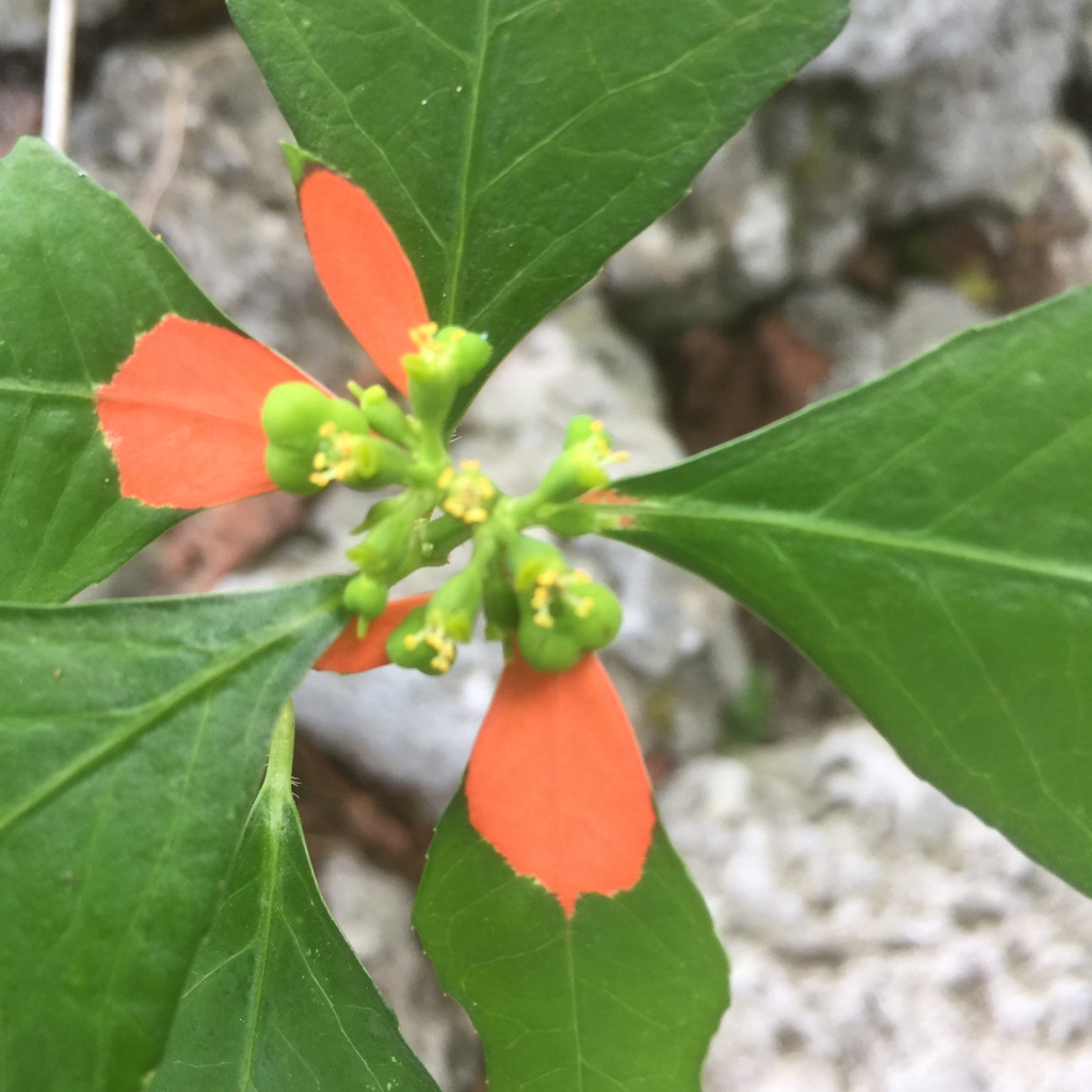 Euphorbia heterophylla var cyathophora