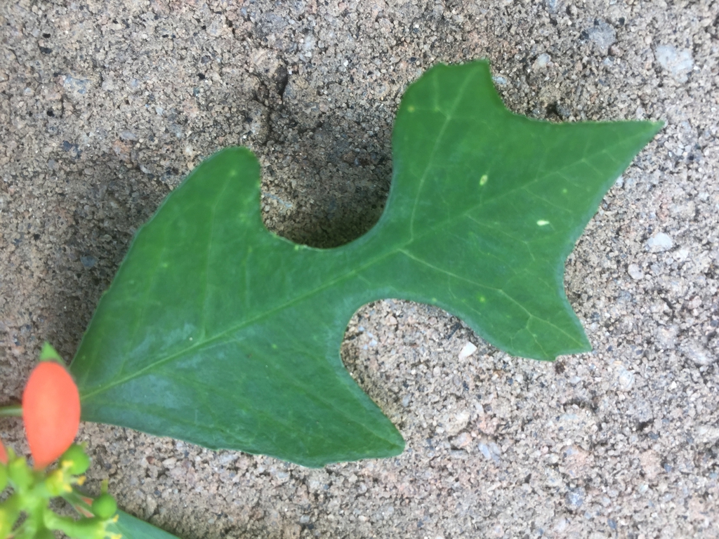 Euphorbia heterophylla var cyathophora