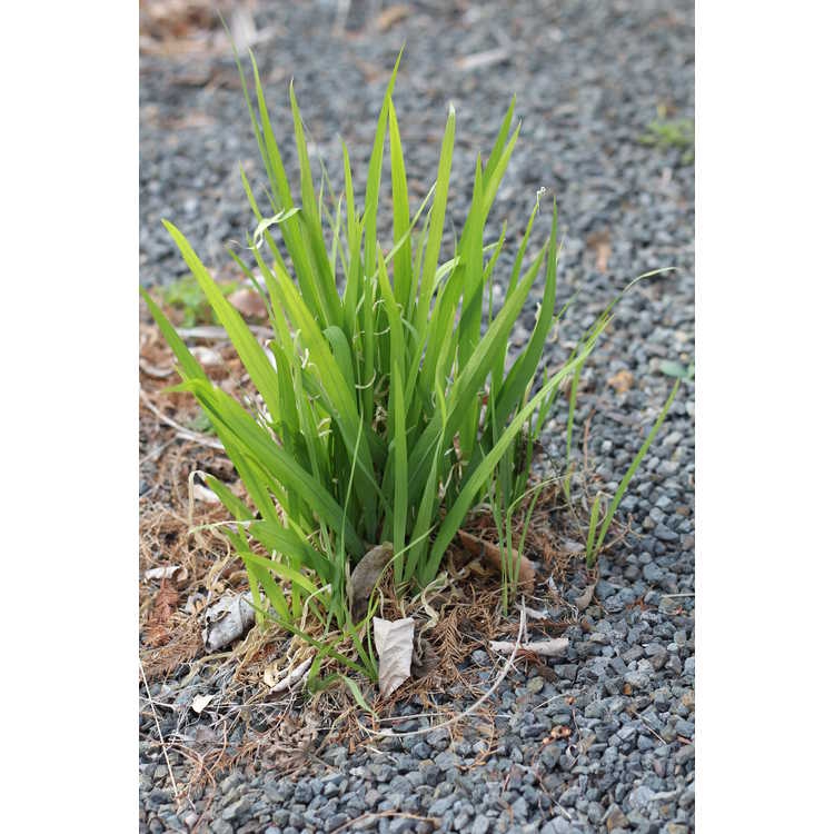 Lapeirousia laxa