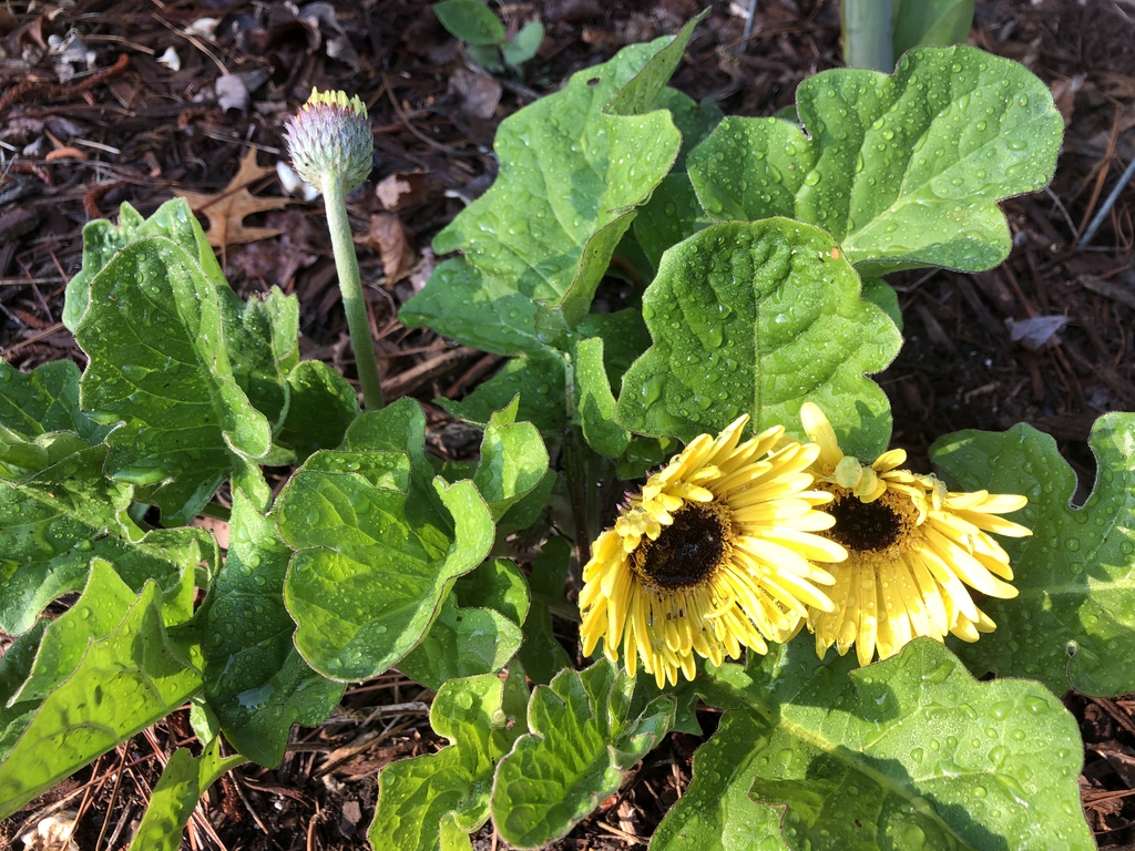 Gerbera jamesonii
