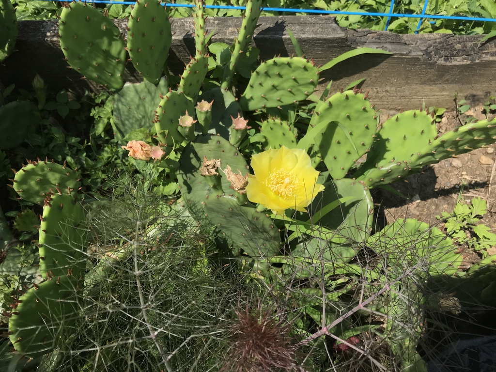 Prickly pear and Bronze Fennel
