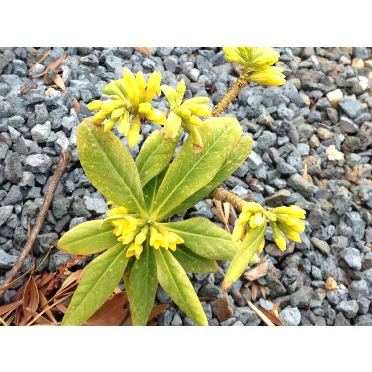 Daphne pseudomezereum