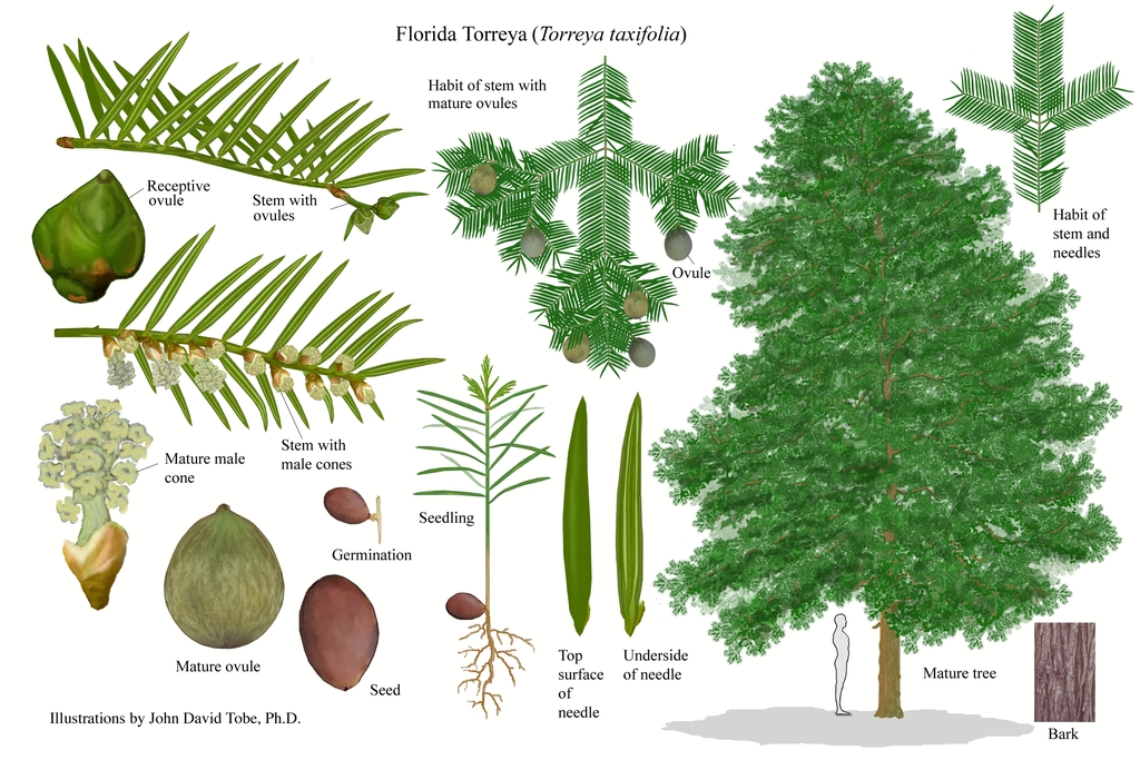 Color illustration of the technical details of this species.