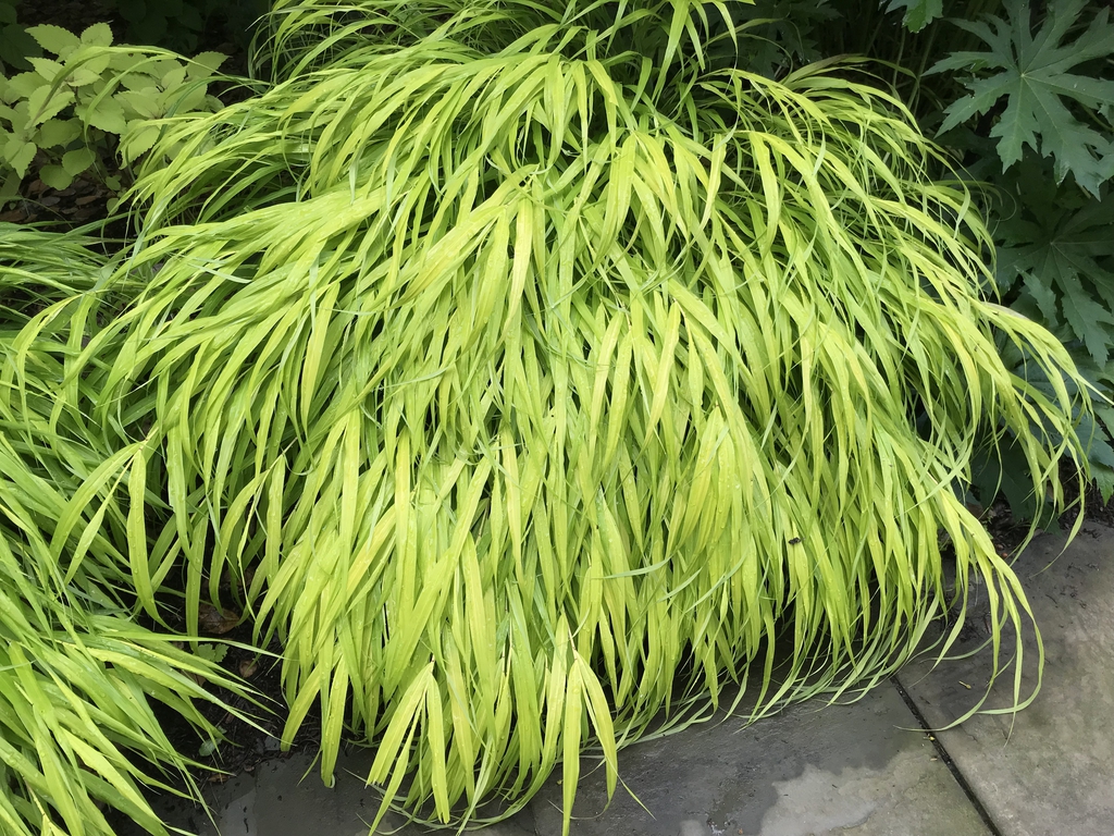 Hakonechloa macra form