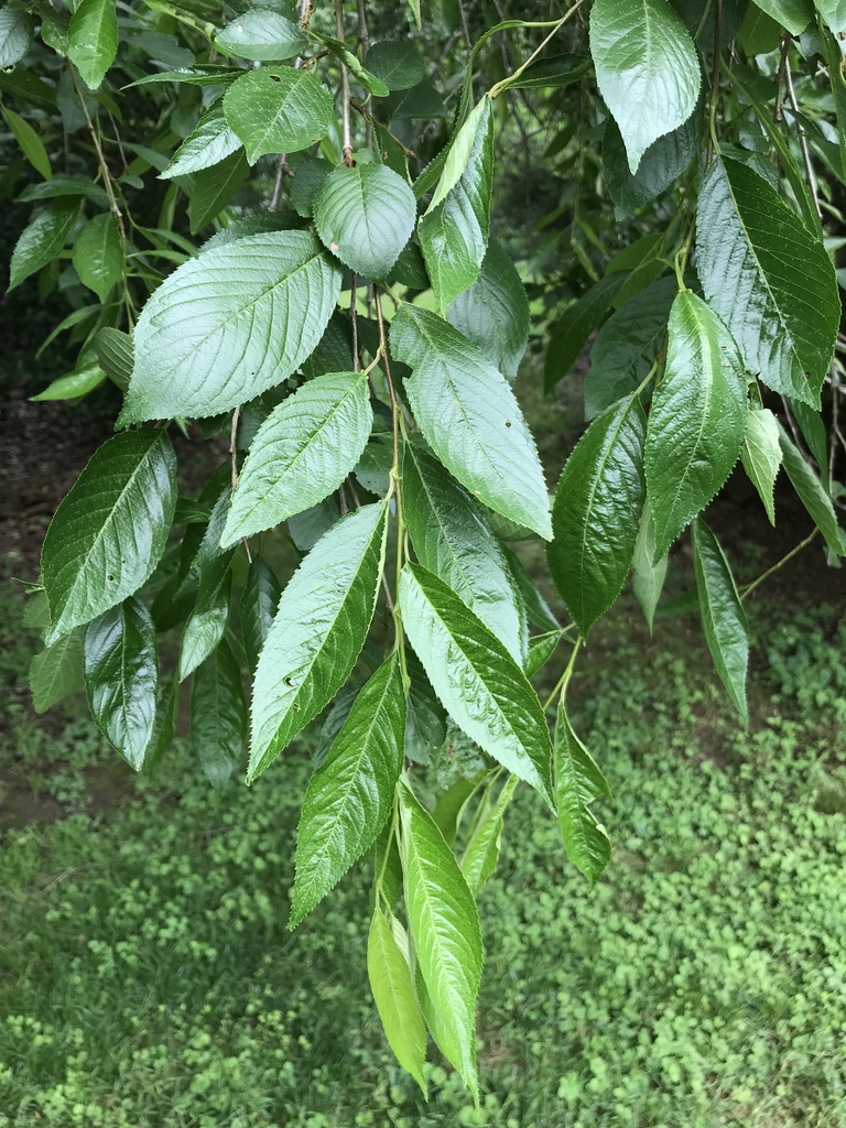 Leaves