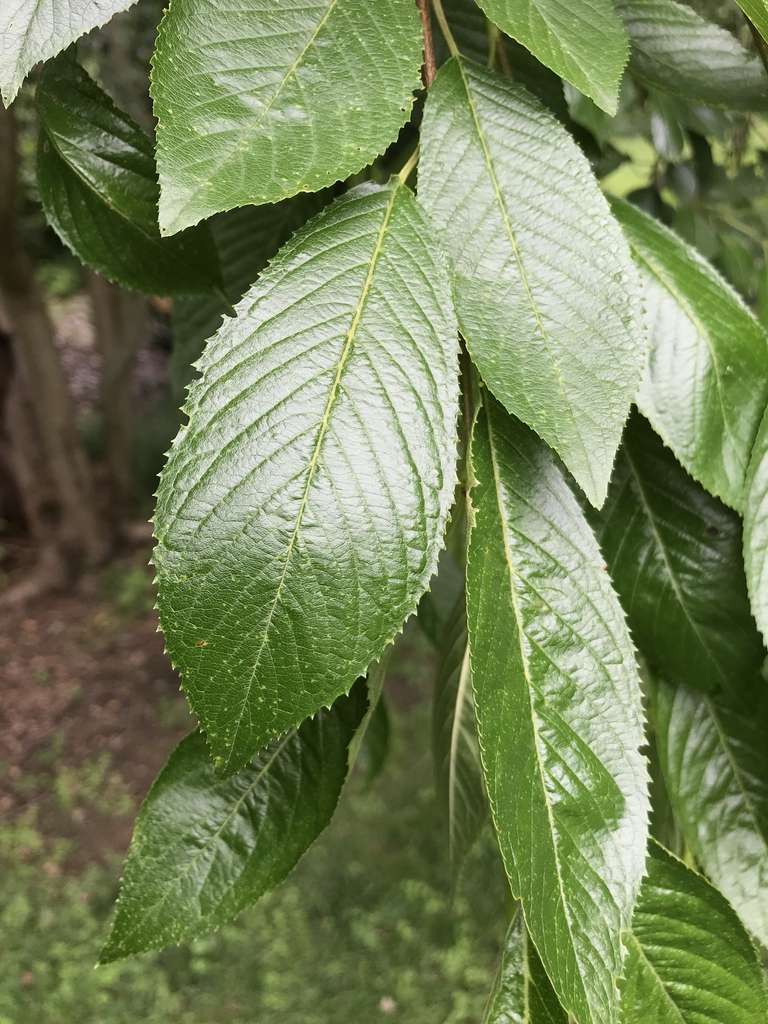 Leaves