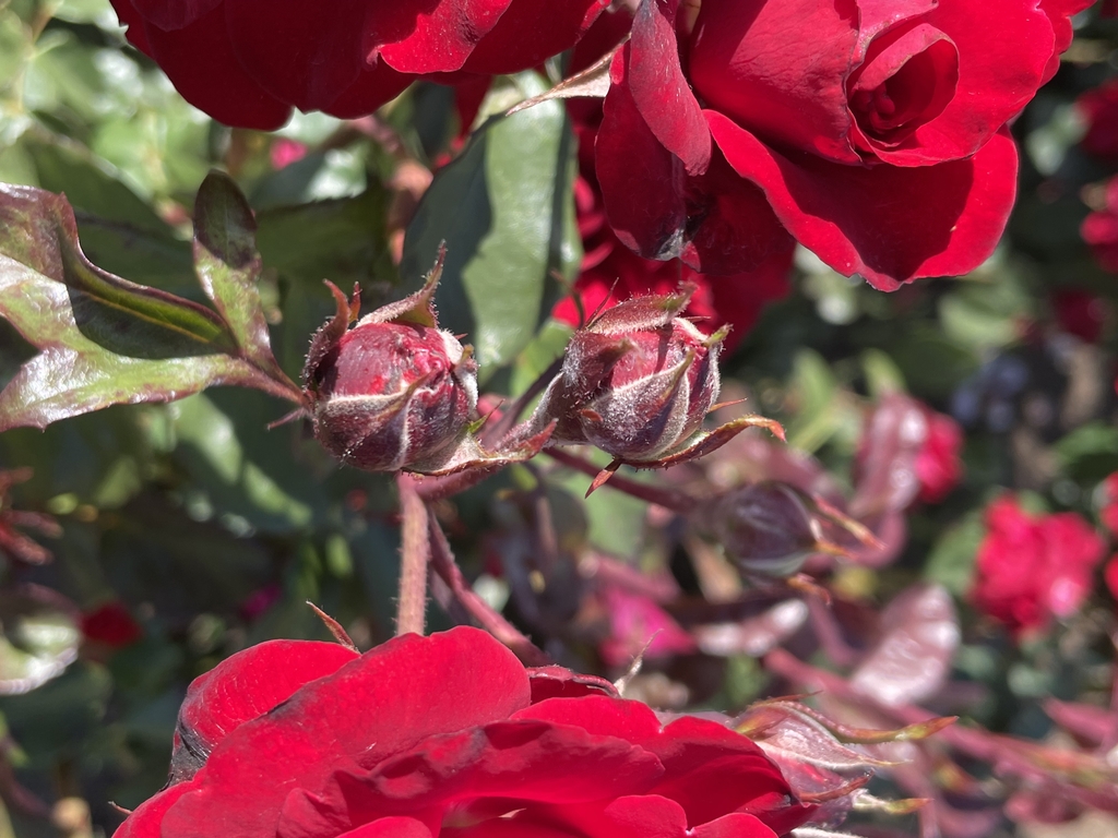 Buds