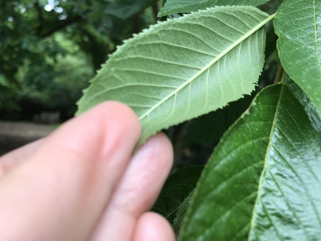 Back of leaf