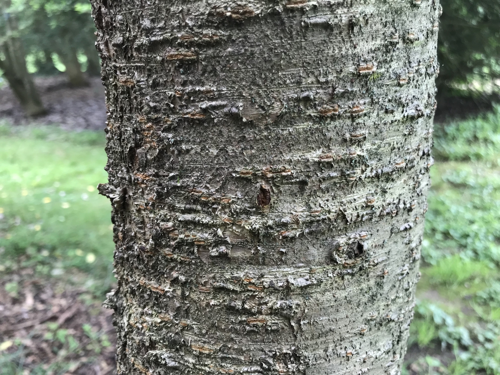 Prunus subhirtella bark