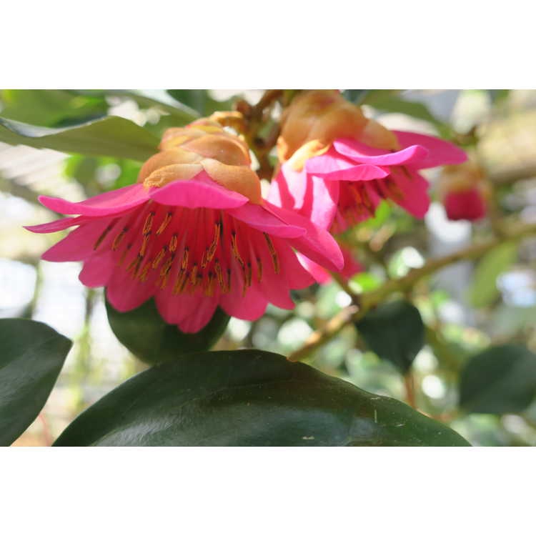 Rhodoleia henryi