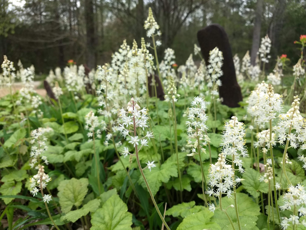 Mass planting with many erect racemes of white flowers.