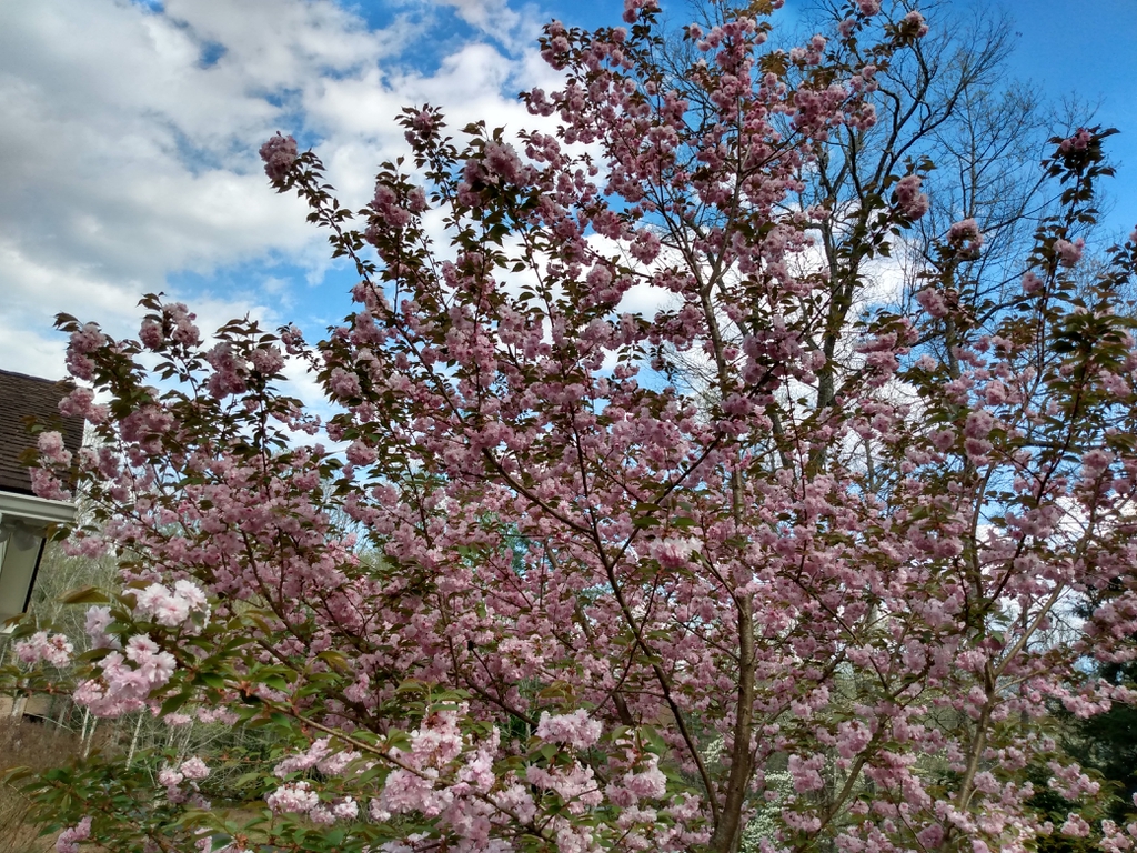 Bloom early spring, Henderson County, NC