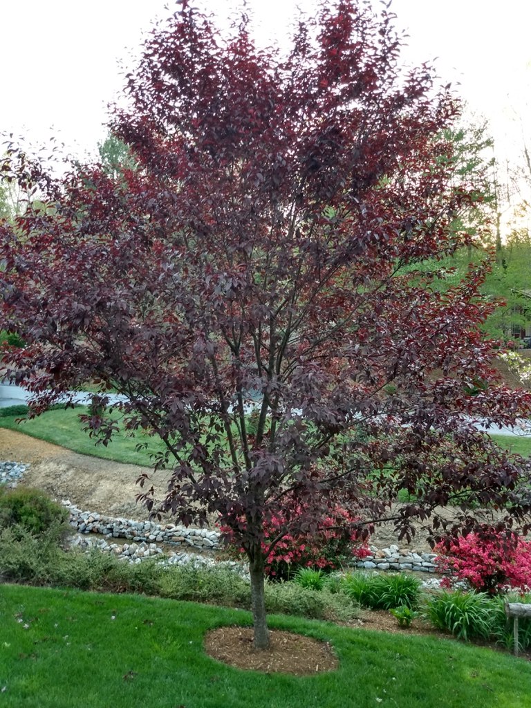Prunus cerasifera 'Thundercloud'