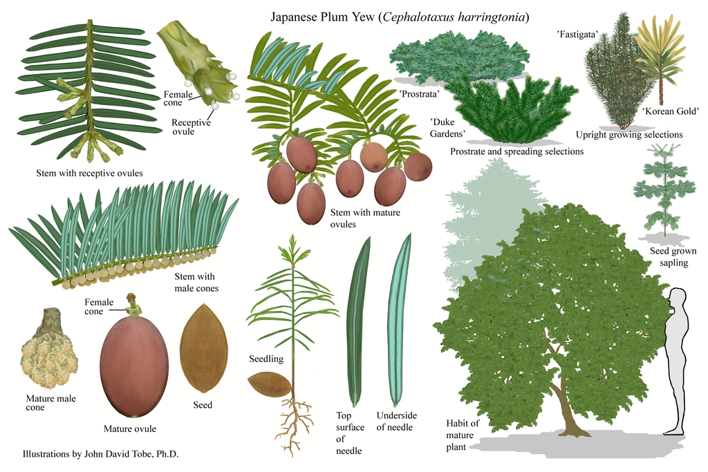 Botanical illustration showing all parts of the plant